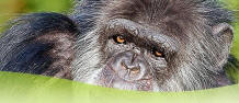 San Francisco Zoo Gorilla