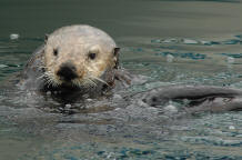 Sea Otter - USGS Credit Tanya Larson